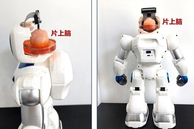 🖼 Китайские учёные создали робота с мозгом из человеческих стволовых клеток Кит...
